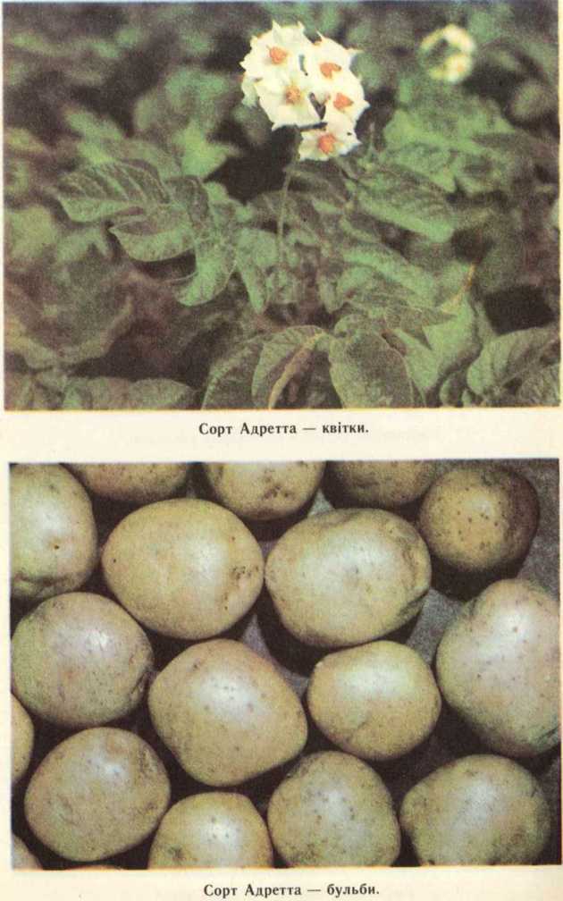 Картофель ирбитский – среднеспелый сорт с хорошей урожайностью