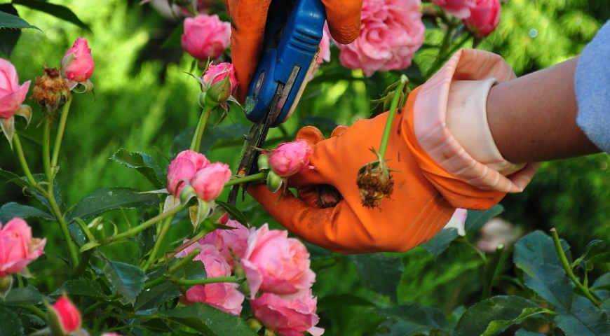 Как ухаживать за розами, что бы обеспечить пышное цветение