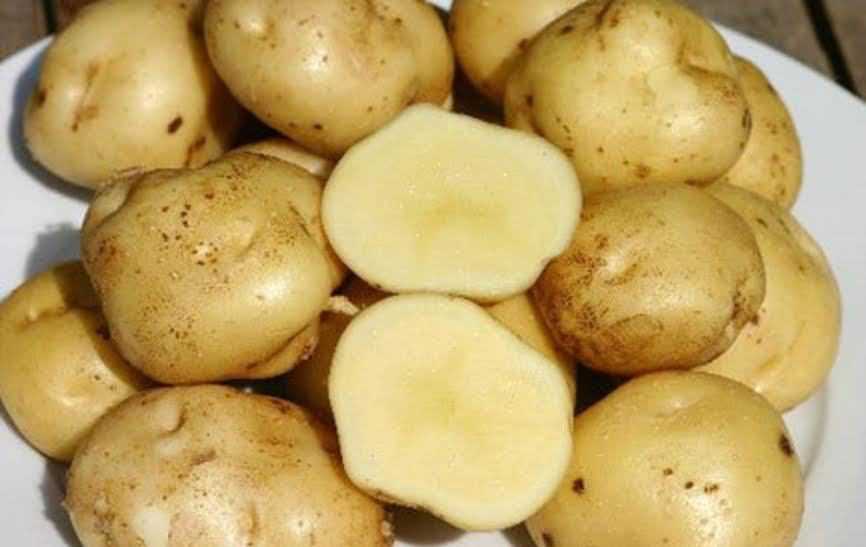 Картофель брянский деликатес: описание сорта, фото, отзывы