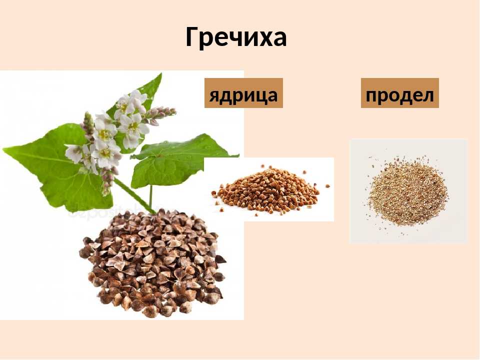 Гречиха. пищевая аптечка
