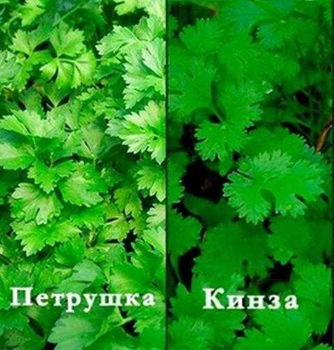 Отличия кинзы и петрушки (11 фото): чем отличаются от кориандра, разница растений