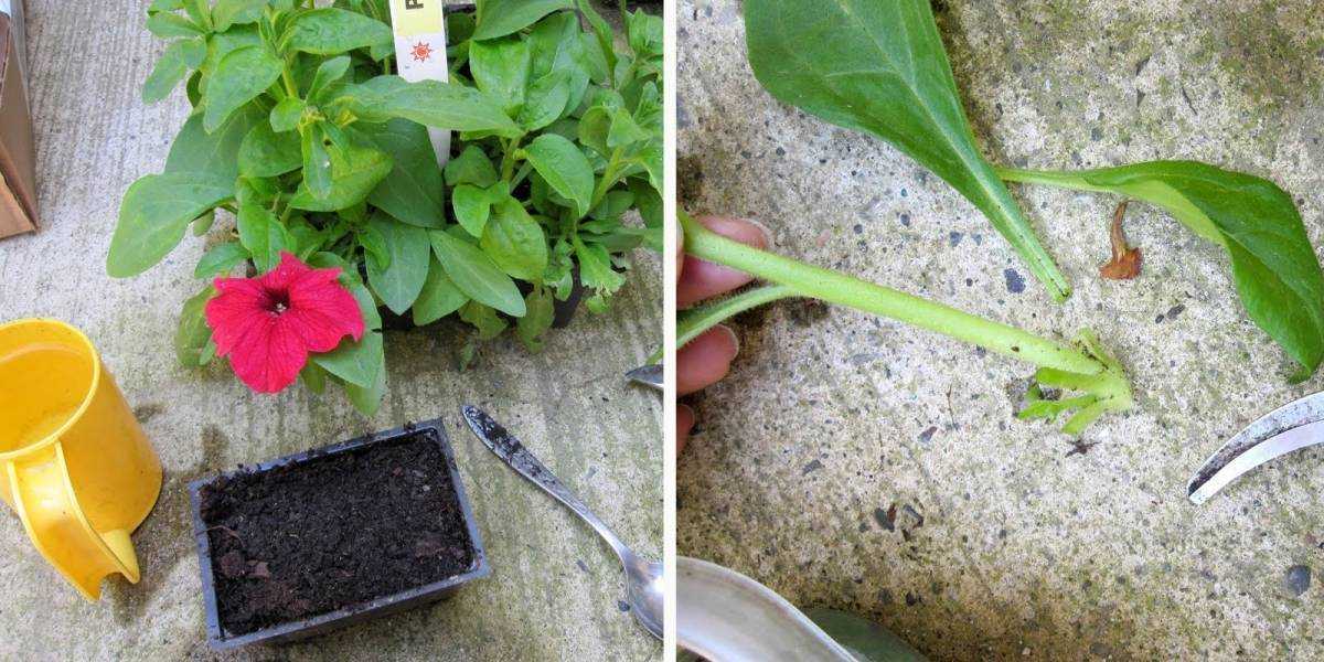 Черенкование петуний: особенности размножения петуний черенками зимой и осенью в домашних условиях. как правильно вырастить и укоренить цветы после обрезки?