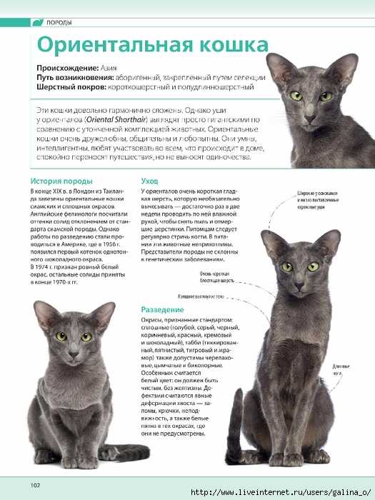 Ориентальная кошка: описание породы и характера, уход, содержание