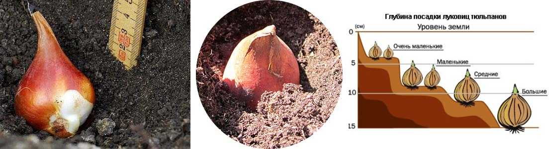 Посадка тюльпанов осенью, в каком месяце и как высадить луковицы под зиму, на какую глубину