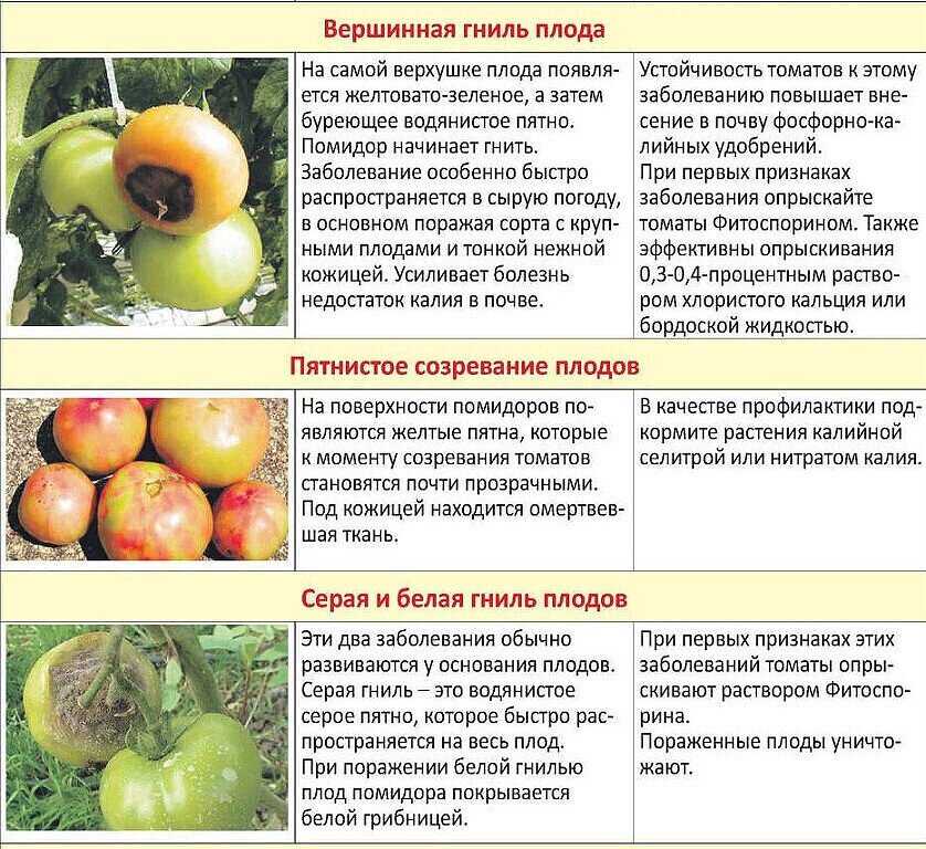 Чем болеют помидоры и как их лечить на supersadovnik.ru