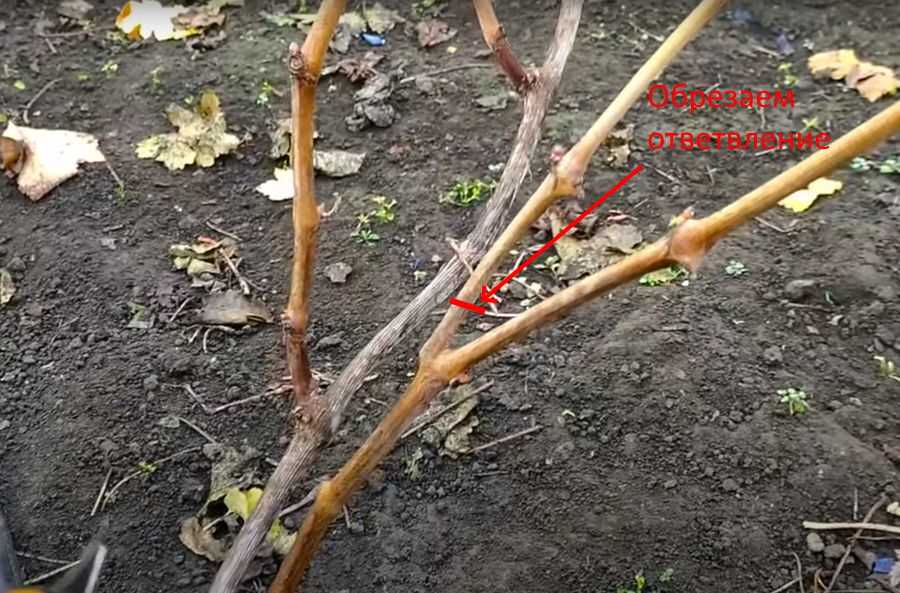 Обрезка винограда средней полосы