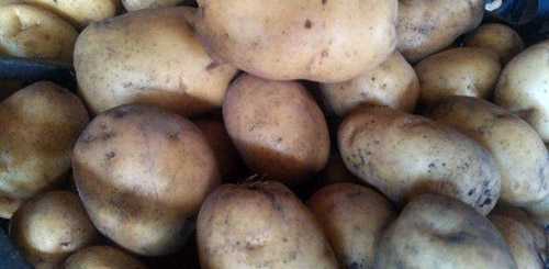 От чего зависит рассыпчатость картофеля. идеальный картофель для варки | дачная жизнь