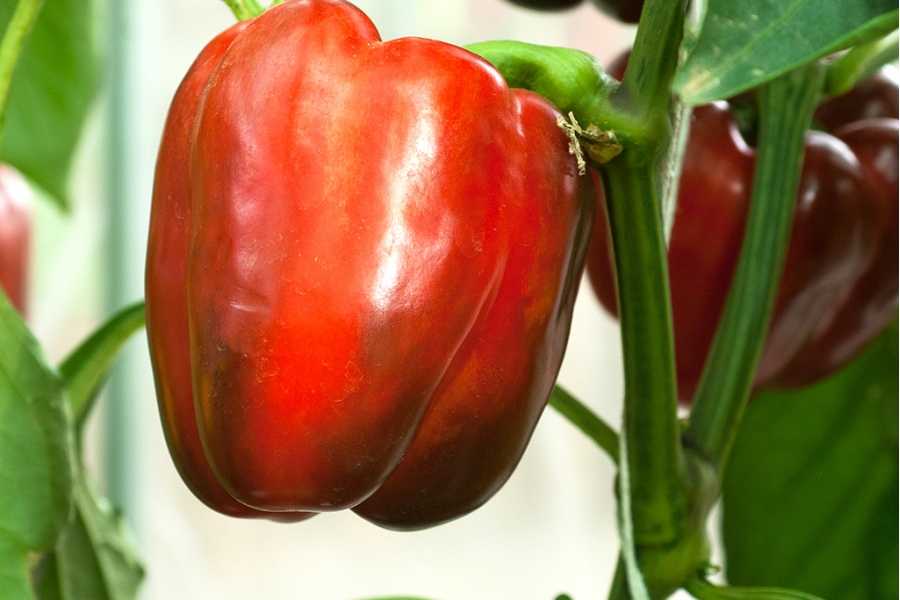 Плодородный перец «геракл», устойчивый к заболеваниям и неприхотливый в уходе
