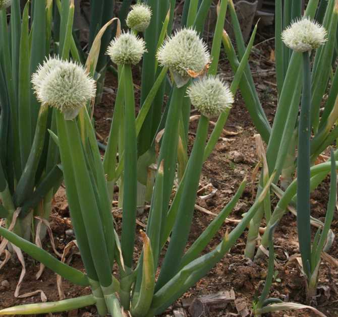 ✅ лук джусай: фото, описание сорта, посадка и выращивание из семян - tehnoyug.com