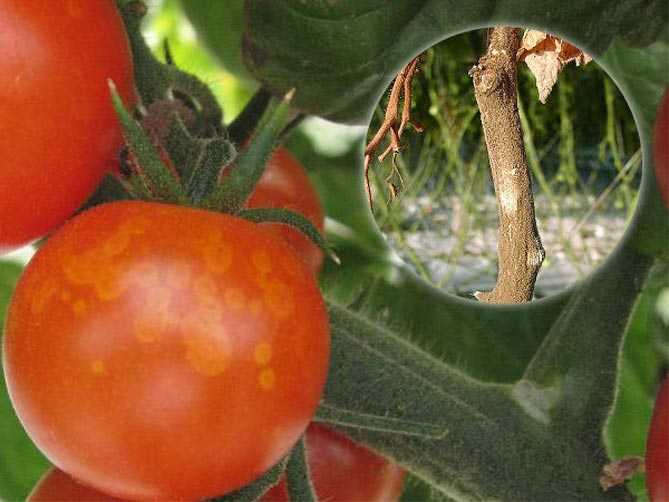 Чернеют помидоры снизу: что делать, способы борьбы с пятнами и методы профилактики