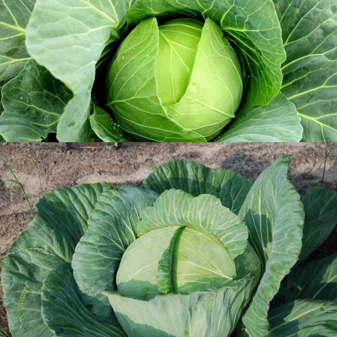 13 лучших сортов брокколи: выбираем витаминный овощ для открытого грунта