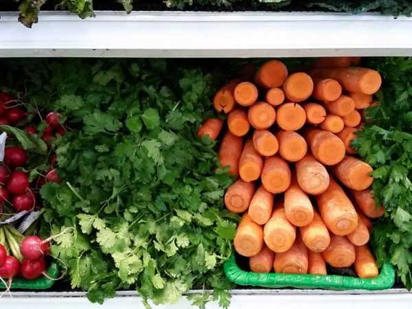 Как хранить морковь в домашних условиях: как правильно и где лучше в городской квартире, чтобы не завяла, условия и способы хранения