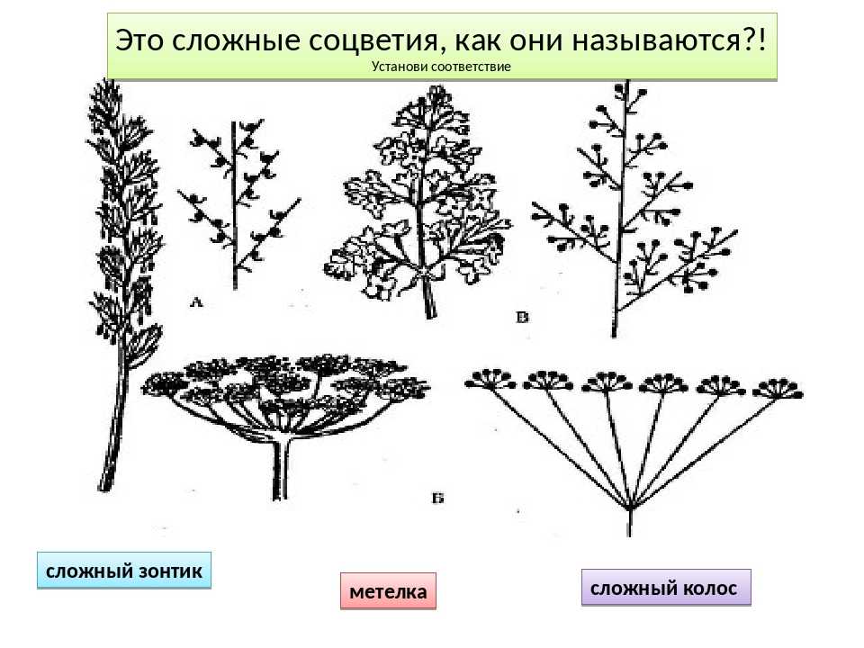 Семейство cложноцветные
