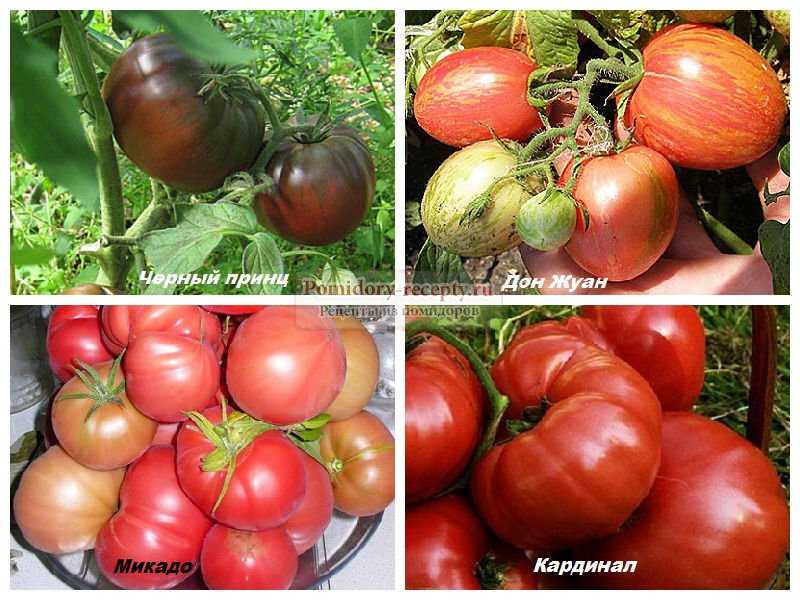 Лучшие сорта томатов для подмосковья, устойчивые к фитофторе