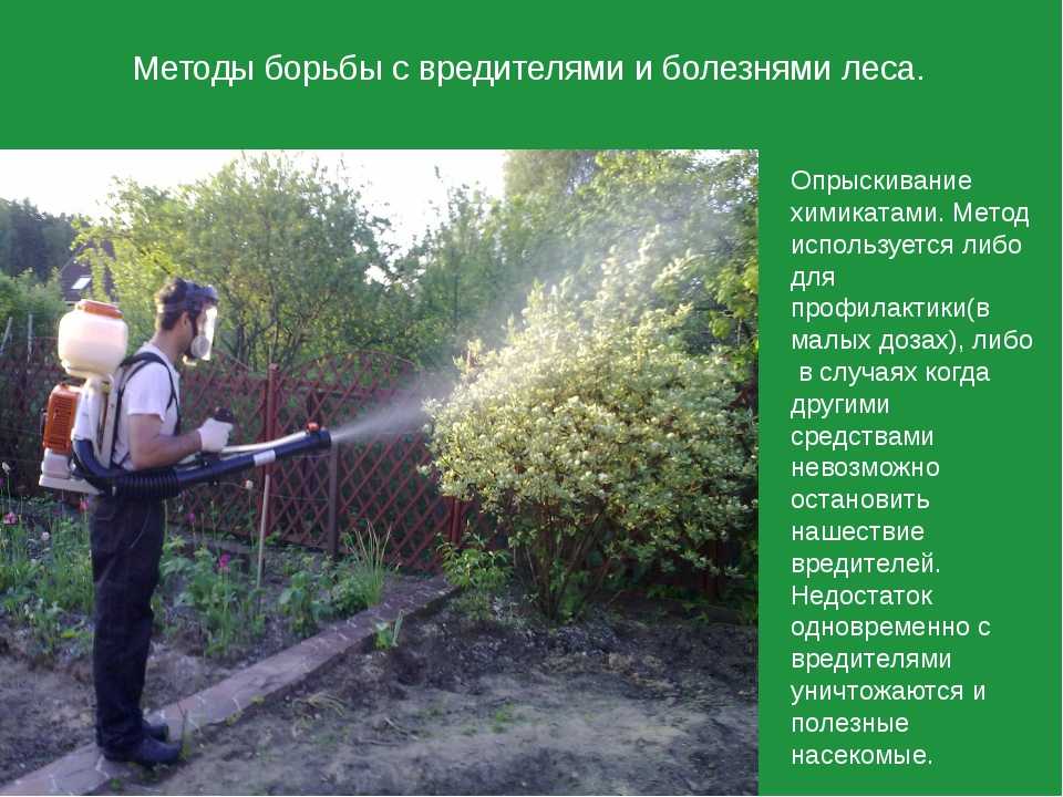 Мучнистая роса на крыжовнике: чем обработать, как бороться, эффективные средства