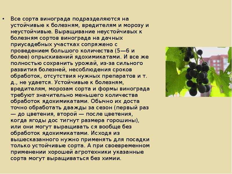 Морозостойкие сорта винограда для подмосковья и средней полосы россии на supersadovnik.ru