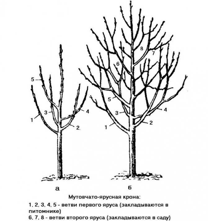 Обрезка деревьев весной для начинающих в картинках пошагово