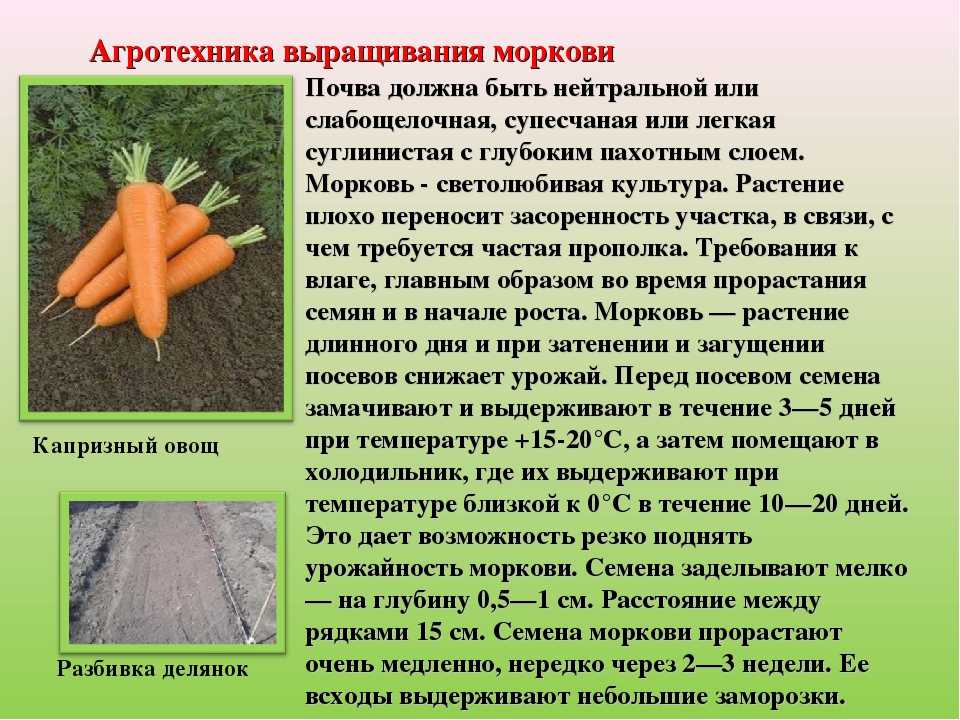 Морковь самсон: описание и характеристика популярного сорта