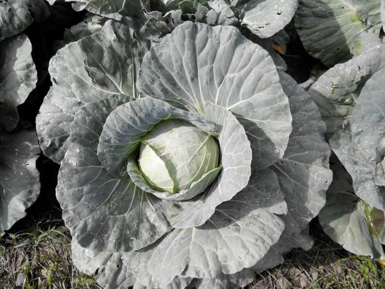 Капуста парел f1: описание гибрида и фото сорта, отзывы огородников о вкусовых качествах и урожайности