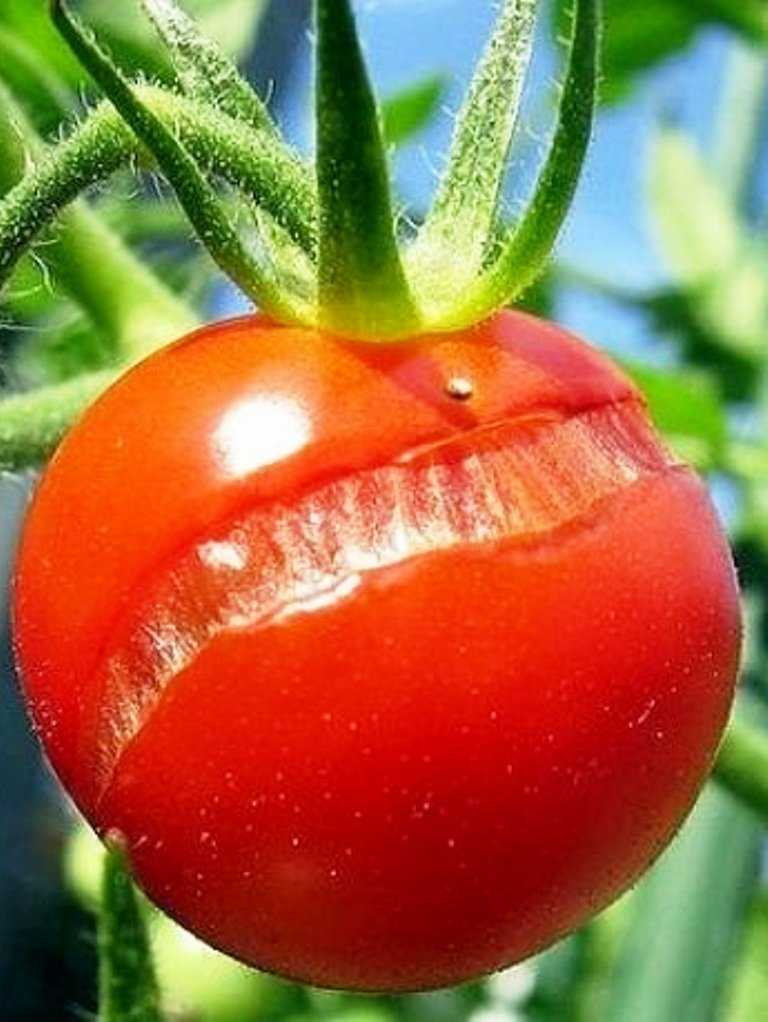 Почему трескаются помидоры в теплице: узнайте за 5 минут