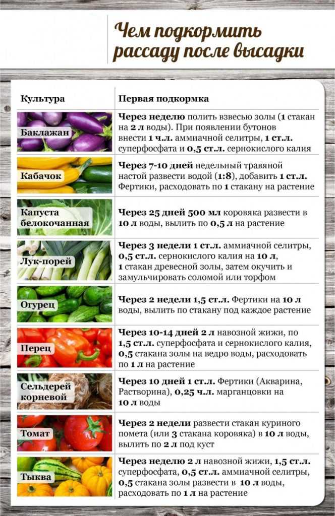 Как подкормить помидоры йодом: правильные пропорции