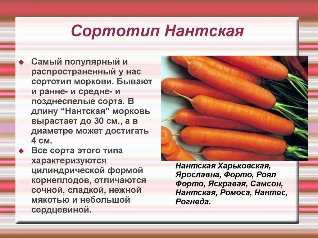 История возникновения и характеристика моркови