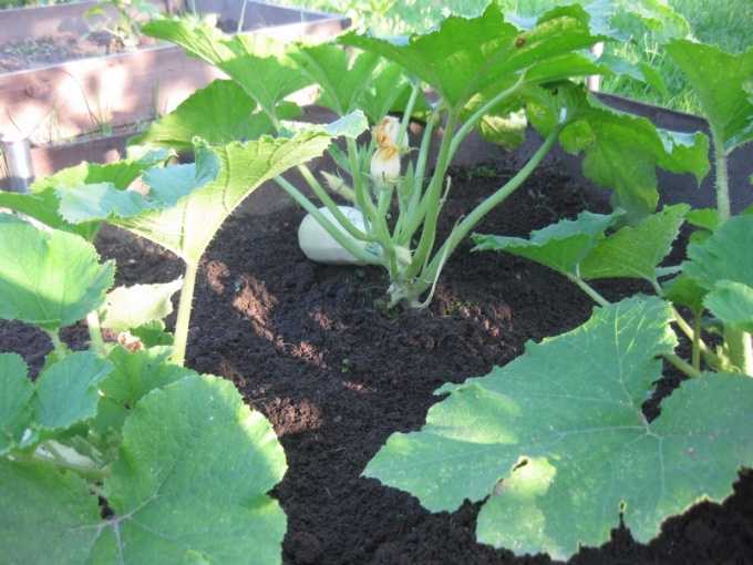 Как вырастить богатый урожай кабачков в открытом грунте