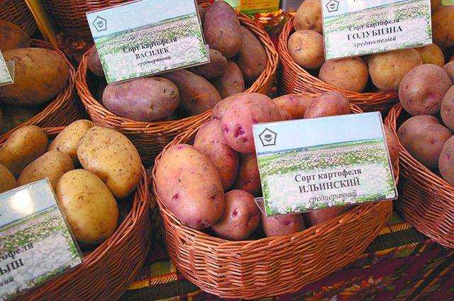 Сорт картофеля «колобок» – описание и фото