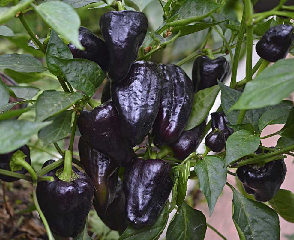 Черный сладкий перец: выращивание, сорта и их описание, фото, отзывы