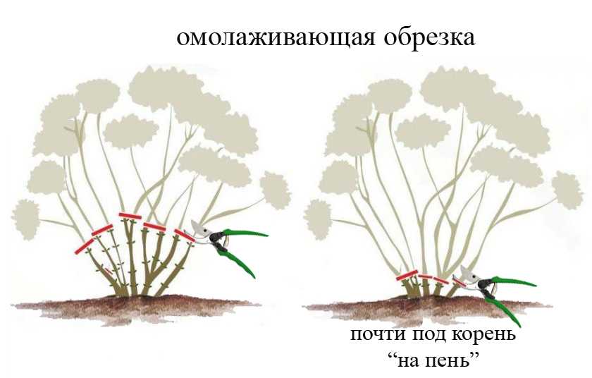 Как обрезать бегонию, можно ли прищипывать растение и как правильно провести процедуру, чтобы после неё началось пышное цветение? русский фермер