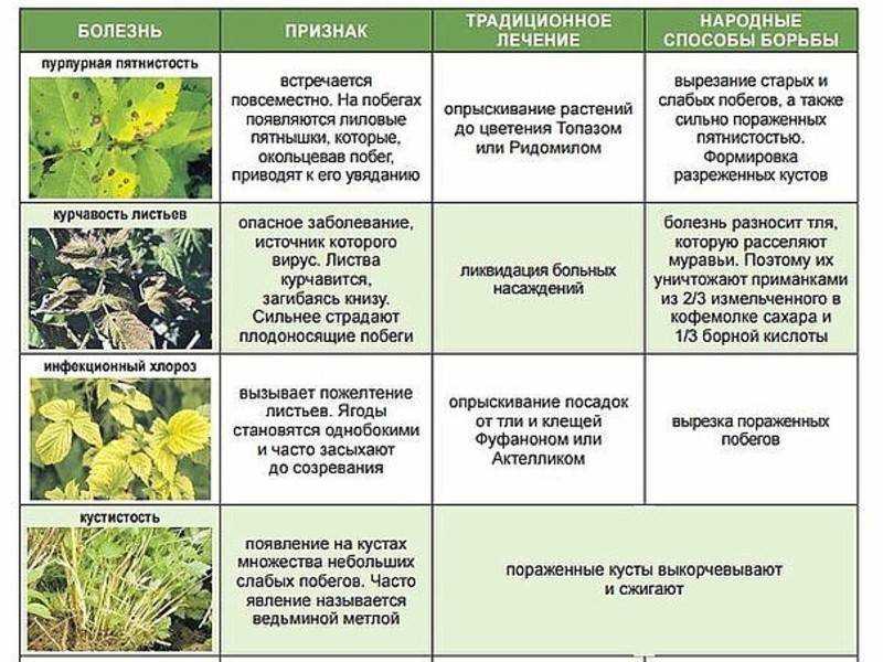 Методы борьбы с вредителями и болезнями растений