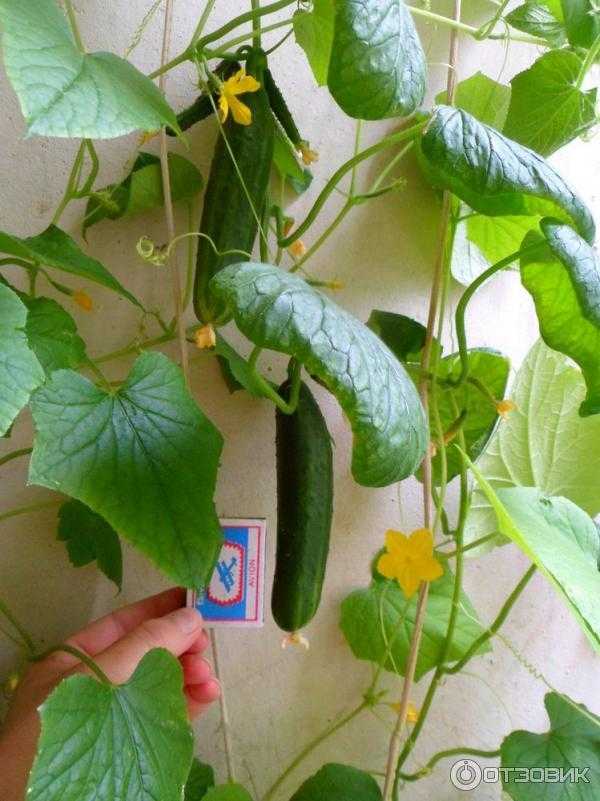 Огурцы на балконе: как посадить и вырастить самоопыляемые сорта в домашних условиях