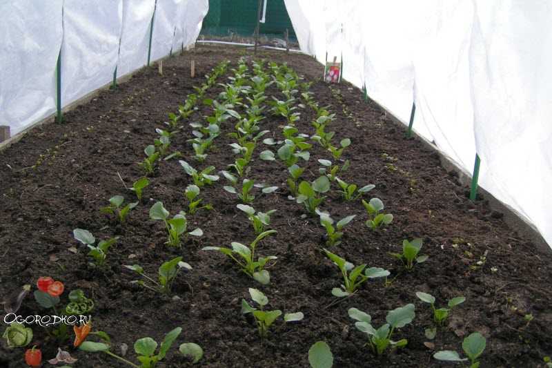 Как сеять редис в открытый грунт?