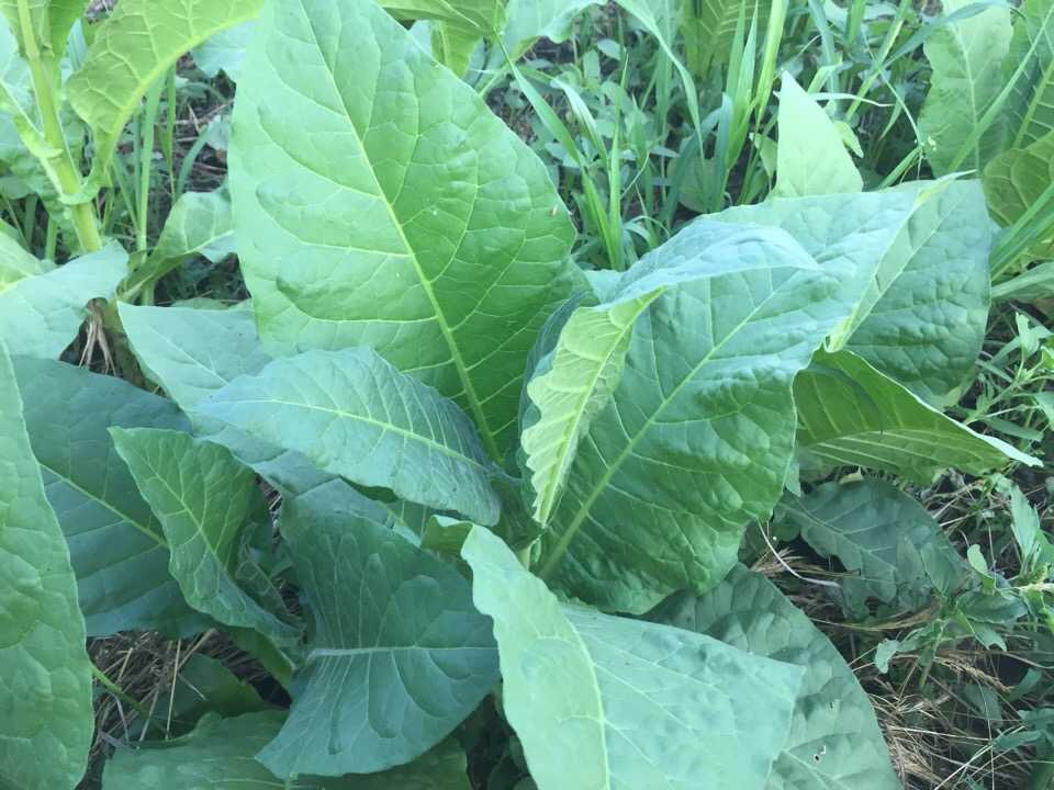 Табак гавана: выращивание и уход в домашних условиях, сбор и дальнейшая обработка - сад и дача