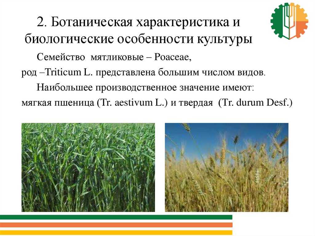 Какая бывает пшеница: характеристика видов и сортов