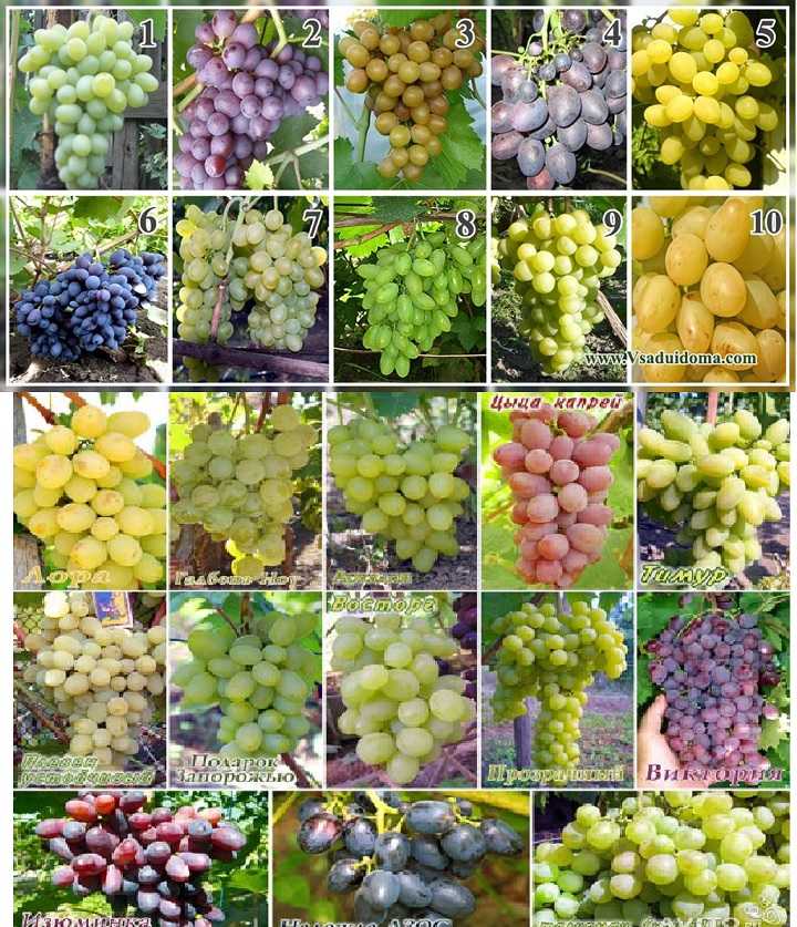 Какие сорта винограда считаются самыми лучшими: вкусные, крупные ягоды и популярные виды