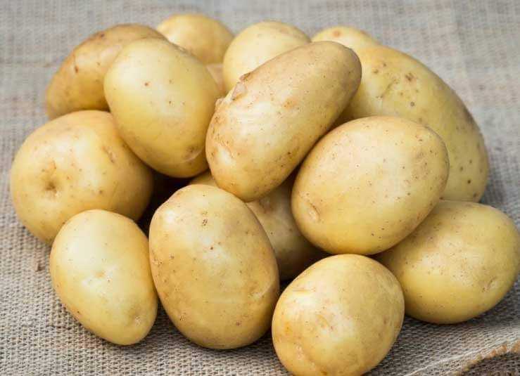 Картофель брянский деликатес: характеристики сорта, отзывы