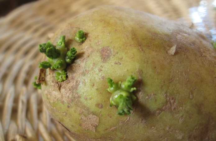 Можно ли есть зеленую картошку: опасность для здоровья при употреблении в пищу в большом количестве