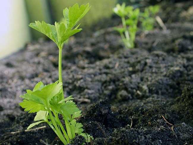 Как правильно вырастить сочные и полезные стебли черешкового сельдерея