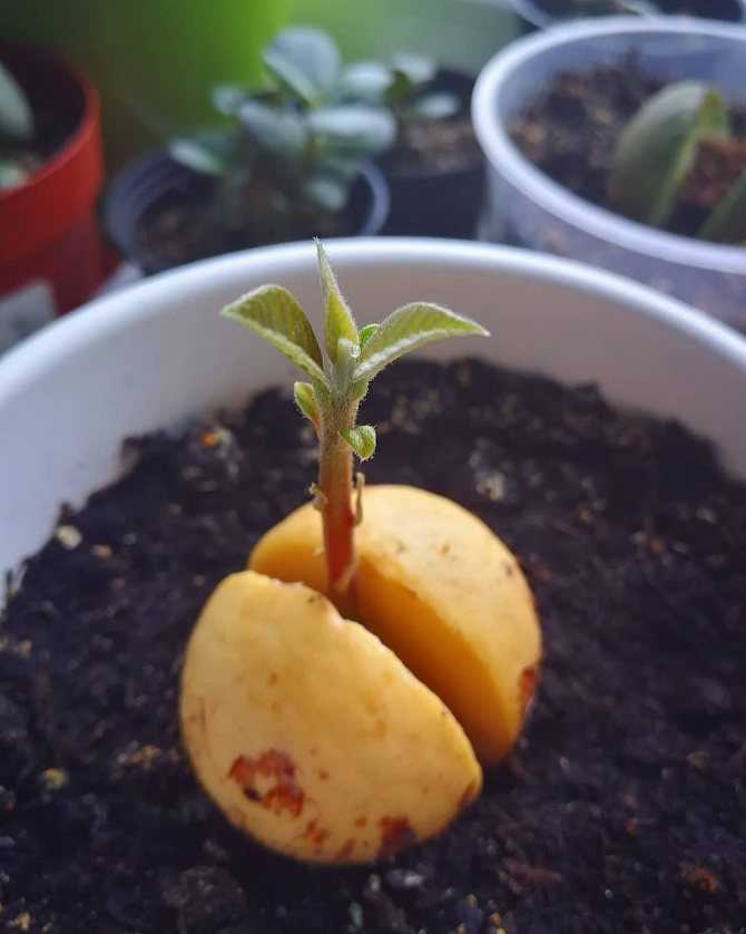 Как вырастить абрикос из косточки, в том числе в домашних условиях, посадка и уход, описание выращивания + видео