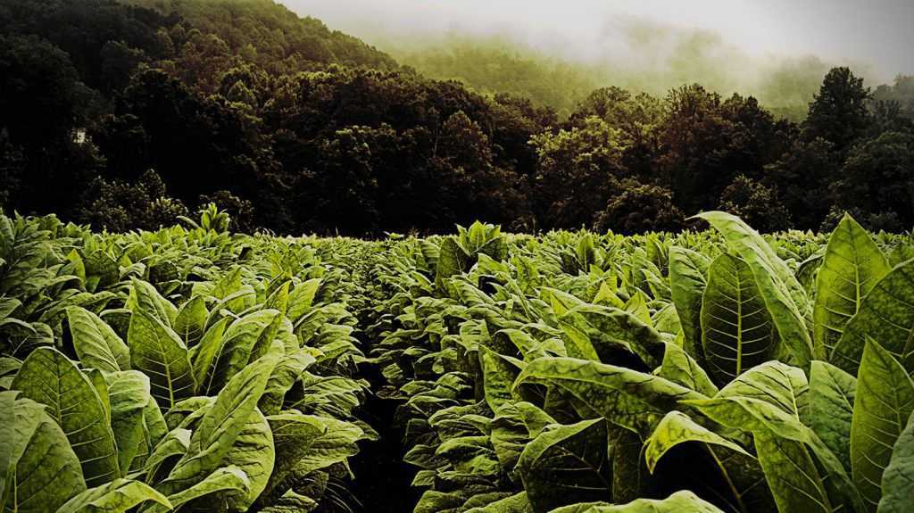 Лучшие сорта табака для выращивания | питейка