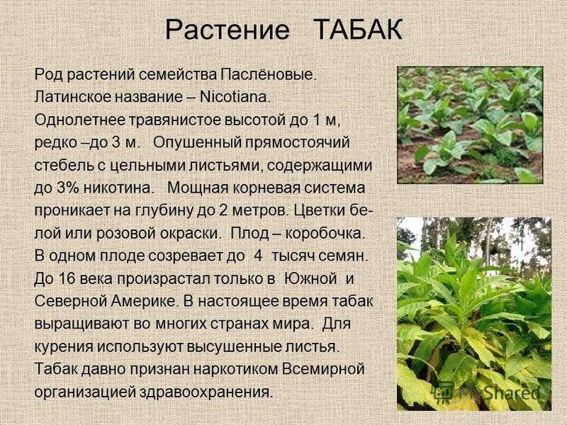 Может ли растение табак, приносить не только вред здоровью, но и пользу