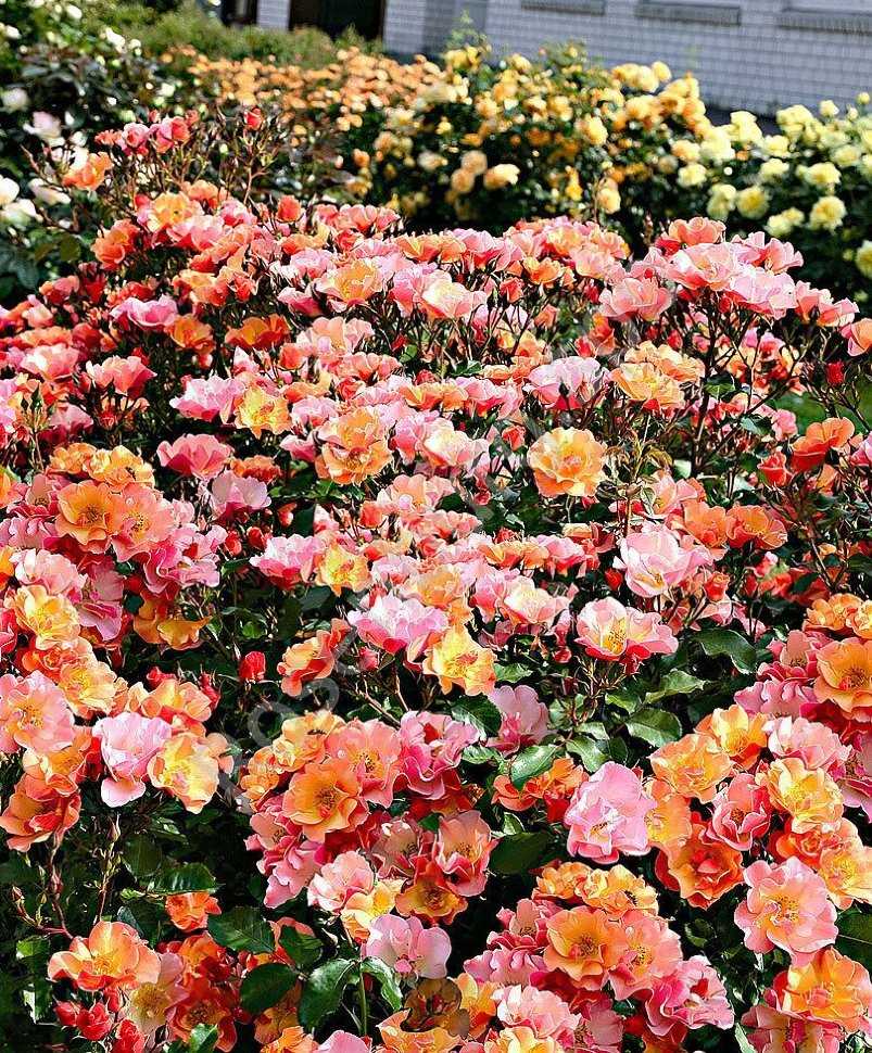 Плетистые розы: зимостойкие сорта, цветущие всё лето. топ лучших сортов роз для подмосковья