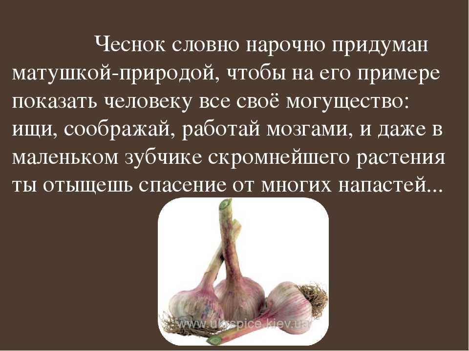 Польза и вред чеснока для организма человека: чем богат овощ, какие имеет лечебные свойства, сколько съедать его за день для здоровья, как  лучше принимать? русский фермер