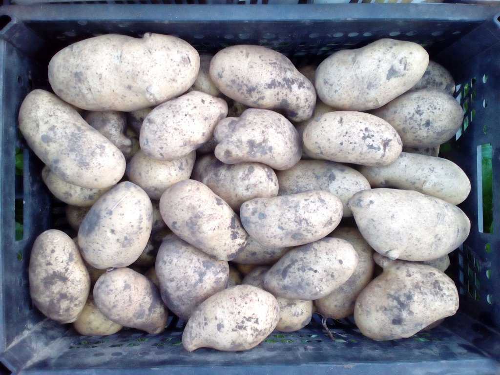 Неприхотливый, среднепоздний сорт картофеля «никулинский»