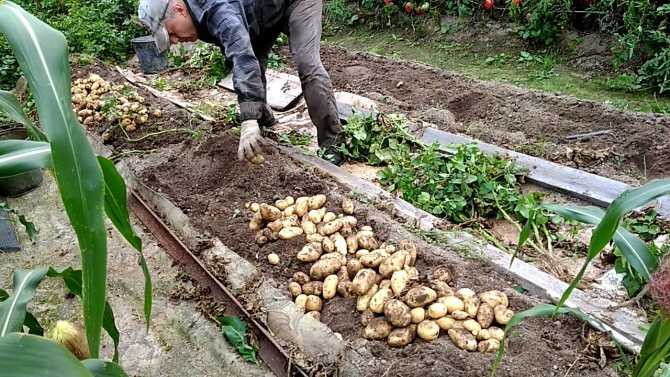 Как вырастить картофель по методу митлайдера: подробная инструкция