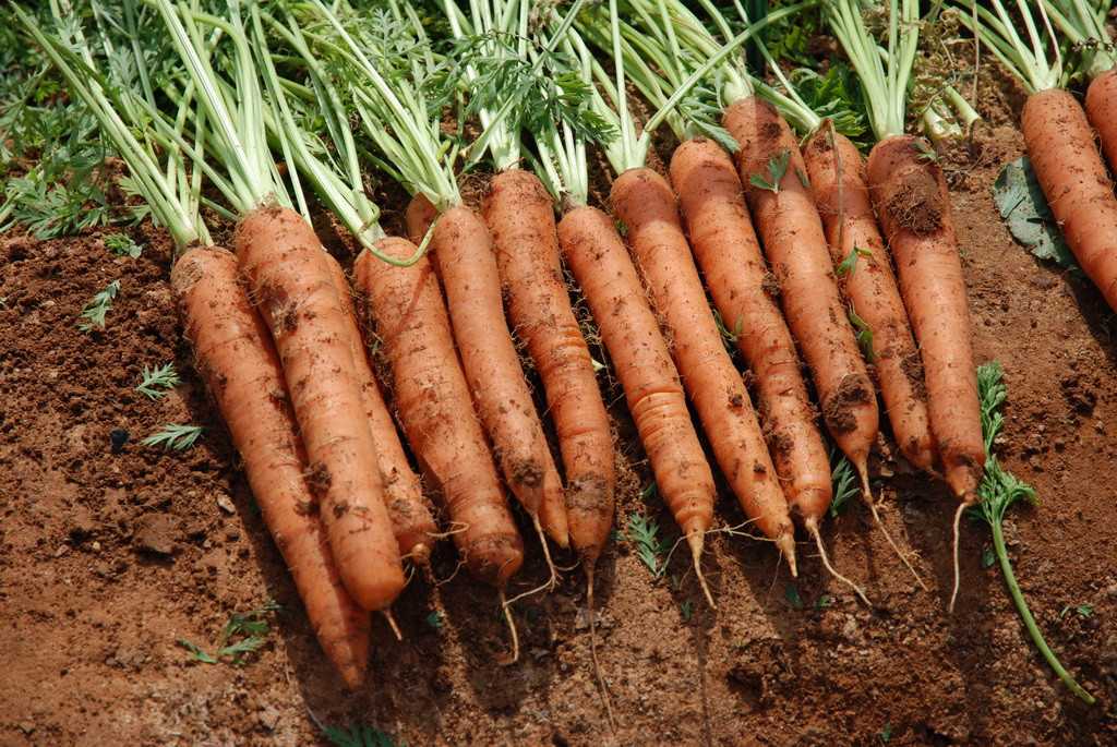 Почему плохо растёт морковь: основные причины медленного роста овоща на огороде, правила подготовки грунта перед посадкой