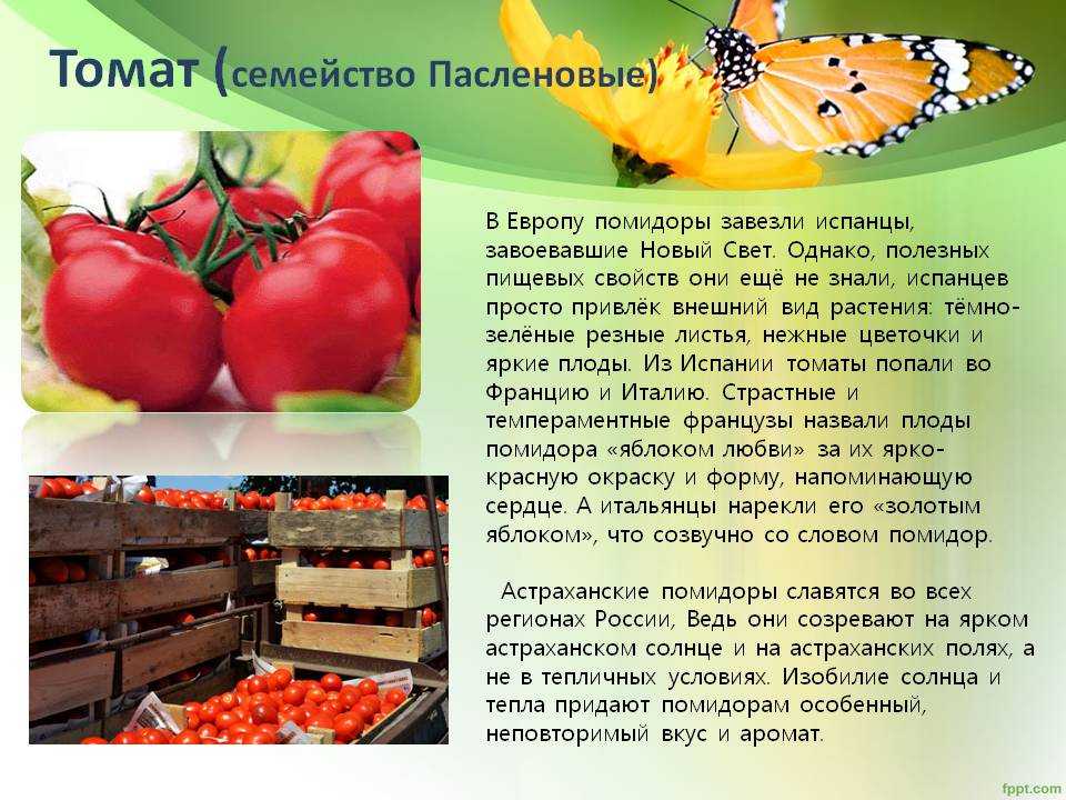 Что такое баклажан: ягода, фрукт или овощ?