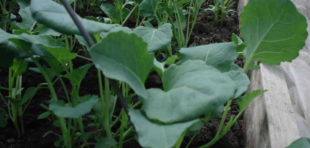 Выращивание рассады капусты брокколи и уход за ней в домашних условиях