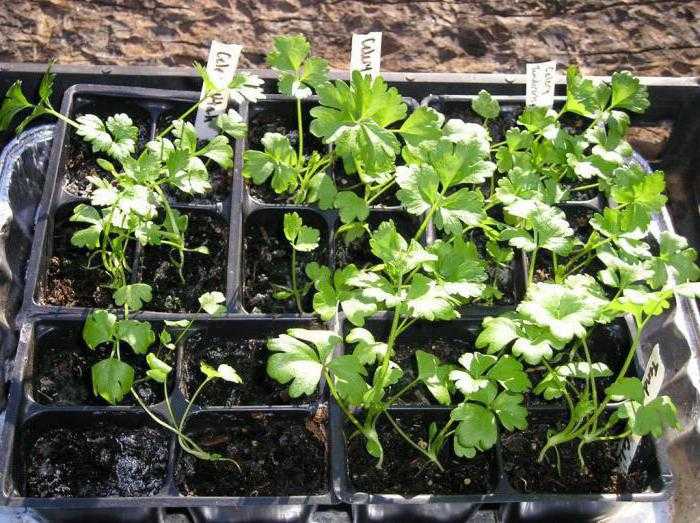 Сельдерей черешковый (стеблевой): выращивание и уход в открытом грунте, в теплице, как вырастить из семян